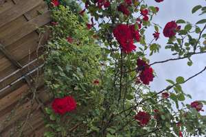 Exklusiv saniertes freistehendes Einfamilienhaus mit Kamin, Südterrasse & großem Garten von privat – Sarstedter Straße 2A, 30519 Mittelfeld, Hannover – Vorschaubild 17