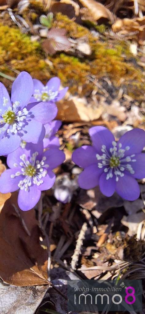 Immobilie in Tännesberg - Erstklassige Doppelhäuser in der malerischen Gemeinde Tännesberg - Bild 3