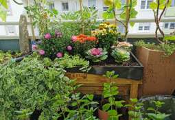 Balkon