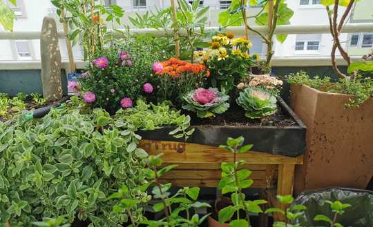 Von Privat: Helle Wohnung in Ludwigshafen-Süd - Gartenidylle mitten in der Stadt