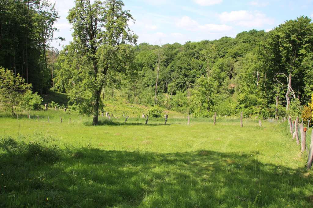 Immobilie in Leichlingen - Fachwerkhaus mit Halle auf riesigem Grundstück. Ideal für Tierhaltung und Gewerbe - Bild 3