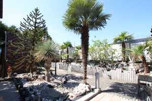 Mediterrane Palmen Insel in Crange – Dorstener Str. 440 a, 44653 Herne – Vorschaubild 15
