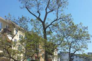 Wunderschöne Wohnung mit Südbalkon am Hohenzollernplatz, Schwabing  – Die vollständige Adresse der Immobilie erhältst du vom Anbieter., 80796 Neuschwabing, München – Vorschaubild 12