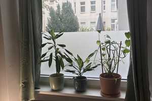 Teilmöbliertes 1-Zimmer Apartment in Neukölln  – Harzer Straße 88, 12059 Berlin – Vorschaubild 13