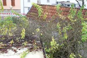 Ruhiges Hexenhaus mit Gärtchen, Preis ist verhandelbar ! – Wiesbaden – Vorschaubild 14