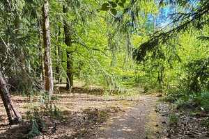 Draußen im Walde... idyllisch gelegenes Holzhaus auf 3.549 m² Waldgrundstück – Uelzen (Kreis) – Vorschaubild 18
