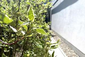 Lichtdurchflutete Gartenwohnung mit Hauscharakter in München Bogenhausen/Daglfing. Provisionsfrei – Die vollständige Adresse der Immobilie erhältst du vom Anbieter., 81929 Daglfing, München – Vorschaubild 8