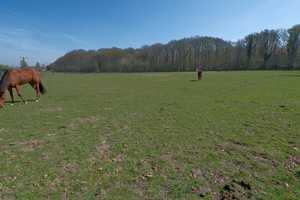 Pferderanch mit drei Wohneinheiten und 2Ha Weideland direkt am Reichswald. – Grafwegenerstraße 16, 47559 Kleve (Kreis) – Vorschaubild 60