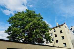 Wohn-und Geschäftshaus im Gallusviertel - direkt vom Eigentümer! – Frankfurt am Main – Vorschaubild 3