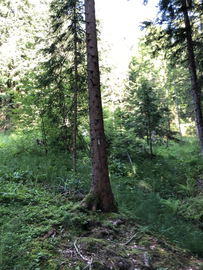Bergwald 