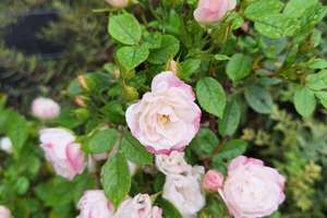 Property thumbnail 36