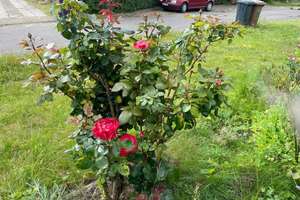 Reizendes Häuschen am Meer mit Garten – Die vollständige Adresse der Immobilie erhältst du vom Anbieter., 24257 Hohenfelde – Vorschaubild 19