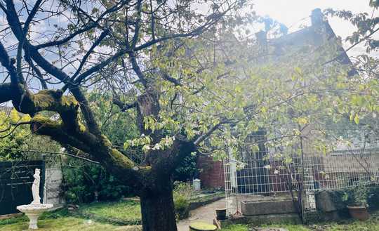 Reiheneckhaus in Top Lage- NEUBAU und AUSBAU möglich