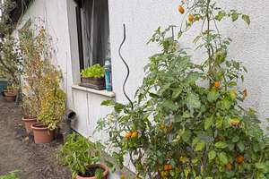 Wohnen im Grünen: Freistehendes Haus mit großem Garten in Berlin-Oberschöneweide – Die vollständige Adresse der Immobilie erhältst du vom Anbieter., 12459 Oberschöneweide, Berlin – Vorschaubild 5