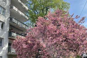 Stilvolle Wohnung in bester Lage von München-Schwabing – nahe Englischer Garten – Schackstr. 5, 80539 Schwabing-Ost, München – Vorschaubild 17