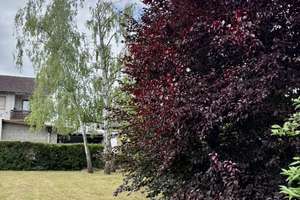 Familienfreundliches Einfamilienhaus mit großem Grundstück und Doppelgarage von privat – Kolpingstraße 7, 55599 Gau-Bickelheim – Vorschaubild 7