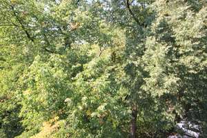 Duisburg - Neudorf, renovierte 3 Zimmer mit XXL Balkon in Südlage – Waldstraße 103, 47057 Neudorf-Süd, Duisburg – Vorschaubild 10