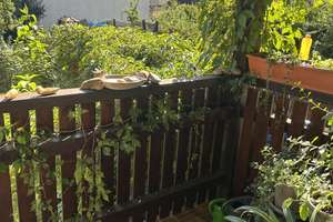 Gepflegte 2-Zimmer-Wohnung in Dresden-Mickten mit Balkon zum Garten – 1139 Mickten, Dresden – Vorschaubild 12