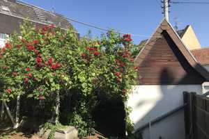 Sommerschnäppchen mit Garten in ruhiger Lage von Bierstadt     Preis ist verhandelbar!  – Wiesbaden – Vorschaubild 24