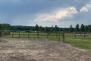 Pferdeimmobilie im Wendland-Neuwertiges Wohnhaus, Reithalle, Stallungen & ca. 3 ha Land in Prezelle – Die vollständige Adresse der Immobilie erhältst du vom Anbieter., 29491 Prezelle – Vorschaubild 12