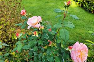 Property thumbnail 99