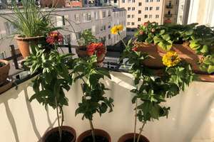 Charmante Altbauwohnung in der Maxvorstadt – Die vollständige Adresse der Immobilie erhältst du vom Anbieter., 80335 St. Benno, München – Vorschaubild 23