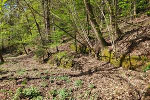 Natur pur: Wohngebäude + Bauplatz + 5ha Wald in Beckingen – An Millessen 30, 66701 Beckingen – Vorschaubild 12