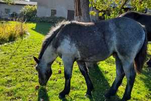 Zweifamilienhaus, Stallungen und Platz zur Pferdehaltung, hier können Träume umgesetzt werden – Potsdam-Mittelmark (Kreis) – Vorschaubild 29