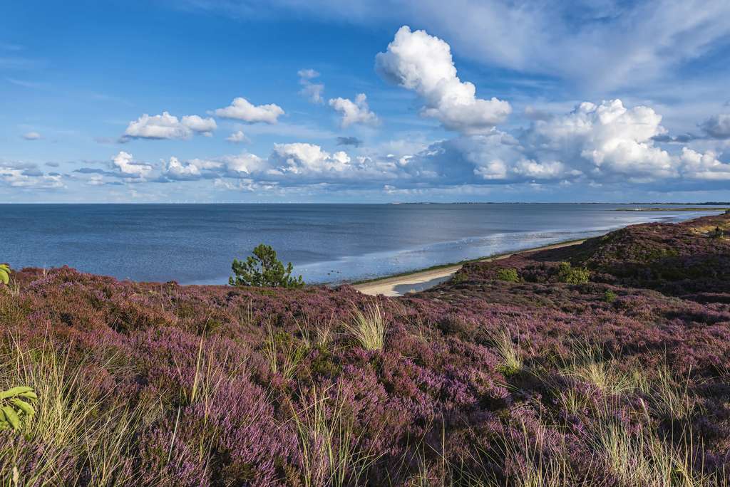 Immobilie in Wenningstedt-Braderup (Sylt) - WATTBLICK: 3-ZIMMERWOHNUNG UNTER REET - Bild 3