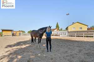 Exclusiv wohnen und die Pferde nebenan! – Waldshut (Kreis) – Vorschaubild 18