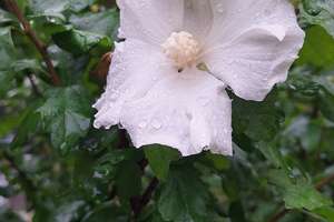 Property thumbnail 34