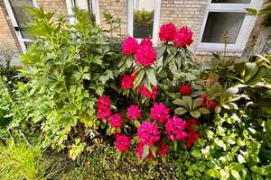 Einmalige Gelegenheit: Ruhiges Stadthaus mit traumhaftem Garten auf der Holtenauer – Holtenauer Straße 61, 24105 Brunswik, Kiel – Vorschaubild 13