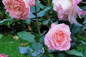 Property thumbnail 111