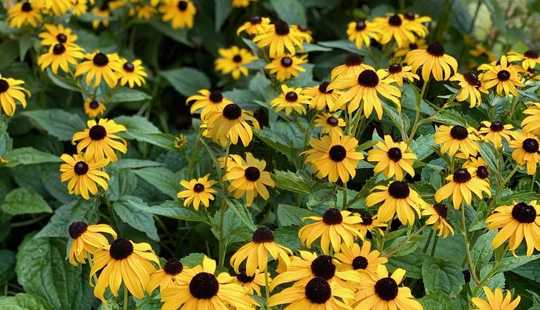 Bild von Traumgrundstück mit Einfamilienhaus im Steinbergviertel