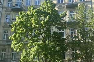 "Stilvolle Altbauwohnung im 3. OG mit 2 Balkonen im begehrten Helmholtz-Kiez" – Stargarder Straße 21, 10437 Prenzlauer Berg, Berlin – Vorschaubild 3