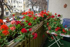 gut geschnittene 3-Zimmer-Wohnung mit Balkon und Fahrstuhl in besten Lage von Wilmersdorf