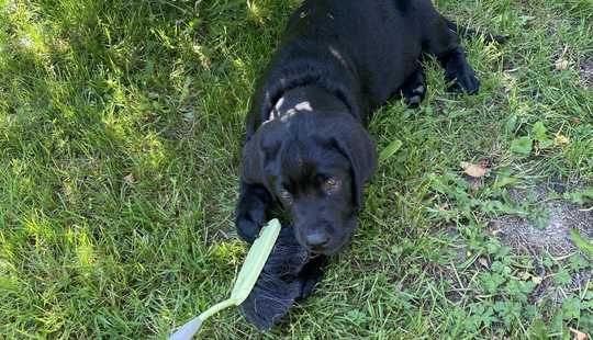 Bild von ERFÜLLEN SIE SICH IHRE GRÖSSTEN LEBENSTRÄUME: EINE FAMILIE, EIN EIGENES HAUS UND EINEN HUND!