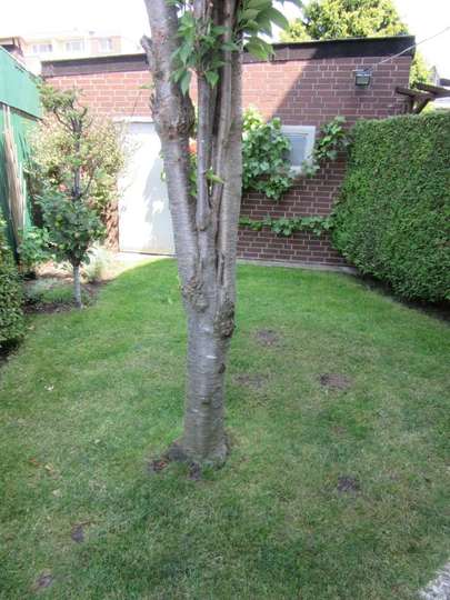 Garten 1 Garten 1