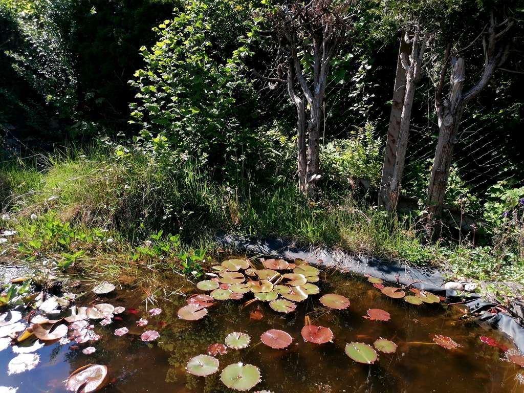 Immobilie in Waldmohr - Waldmohr: Charmantes Einfamilienhaus mit großem Potential und zusätzlichem Grundstück - Bild 1