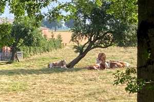 Ehemalige Schmiede mit Wohnhaus und großer Scheune – Kleve (Kreis) – Vorschaubild 28