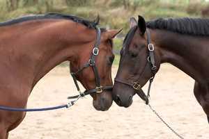 Profi-Reitanlage mit 40er Halle und 60er Platz zu verkaufen – Delmenhorst – Vorschaubild 1