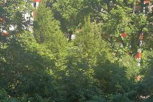 2-Zimmer-Altbauwohnung im ruhigen Gartenhaus von Prenzlauer Berg 72 qm – provisionsfrei  – Danziger Strasse 195, 10407 Prenzlauer Berg, Berlin – Vorschaubild 11