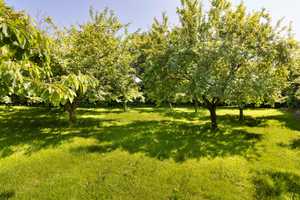 Schleinähe: Gepflegtes Reetdachhaus | Garten | Pavillon | Terrassen | Obstgarten | Nebengebäude – Schleswig-Flensburg (Kreis) – Vorschaubild 12