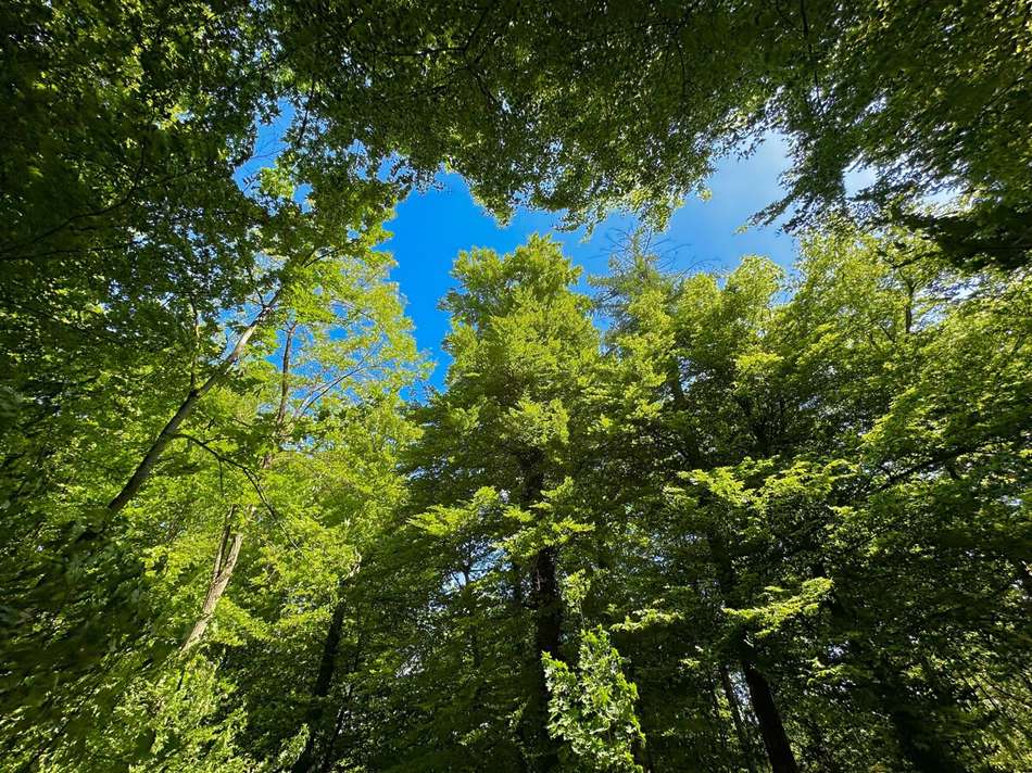 angrenzender Wald