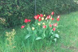 Schönes Ferienhaus mit großem Garten südlich von Berlin (nahe Zossen) zu vermieten – Teltow-Fläming (Kreis) – Vorschaubild 30