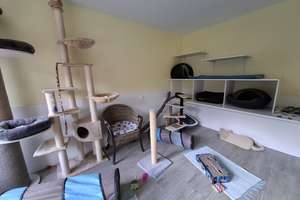 Zweifamilienhaus mit zusätzlicher Gewerbeeinheit (derzeit Katzenpension) – Bertholdstraße 18, 52223 Stolberg (Rheinland) – Vorschaubild 13