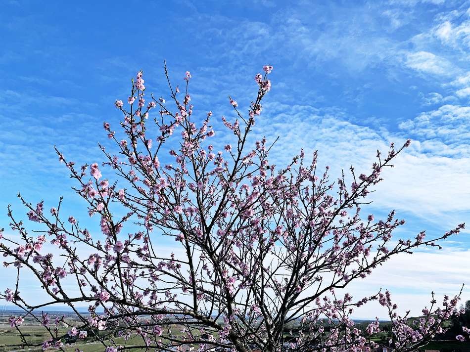 Mandelblüte