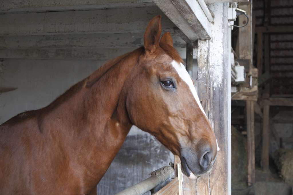 Immobilie in Bodenfelde - Landleben im Hochsolling: Hühner, Enten, Gänse, Pferde - Bild 1