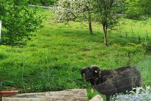 ** Zuhause ankommen wo die Natur beginnt  ** – Die vollständige Adresse der Immobilie erhältst du vom Anbieter., 73349 Wiesensteig – Vorschaubild 12