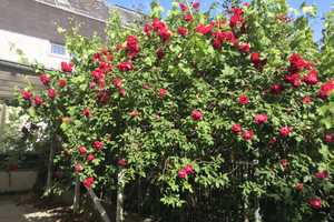 Sommerschnäppchen mit Garten in ruhiger Lage von Bierstadt     Preis ist verhandelbar!  – Wiesbaden – Vorschaubild 25